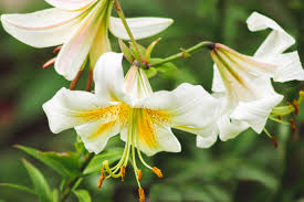 Check spelling or type a new query. 14 Recommended Lily Varieties For Your Garden