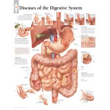 Digestive Charts Stomach Anatomical Posters
