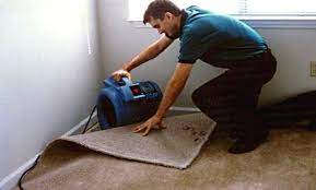 warren carpet cleaning carpet