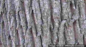 32 maple trees types leaves bark