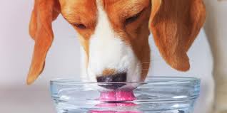 can-dogs-drink-anything-but-water
