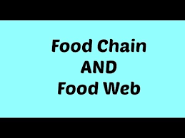 How To Make A Creative Chart On Food Chain And Food Web