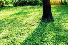 What kind of grass grows under trees?