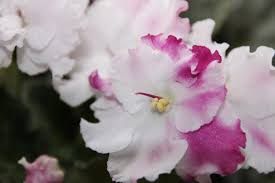 If you have propagated this plant please tell me how it went african violet care tips: Feeding Your African Violet