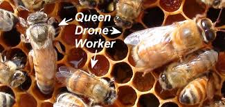 the honeybee s life in the hive
