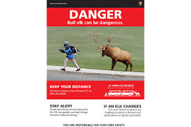 bull elk yellowstone officials warn