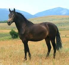 A buckskin is a bay horse that possesses one copy of the cream gene. Morgan Colors Your Information Station For Morgan Color Genetics And Color History