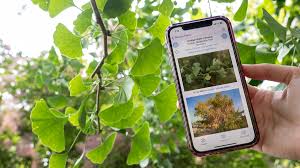 floraquest app puts a botanist in your