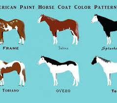 Surprising Aqha Horse Color Chart 2019