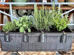 10 Herbs For Planter Boxes That Won T