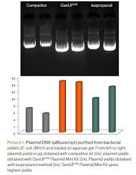 biotechrabbit genup plasmid kit