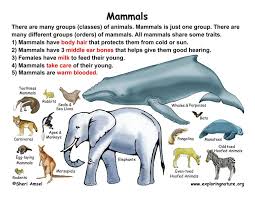 Classification Of Living Things Chart Class Mammals