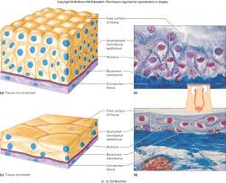 A P Histology Saladin 6th Edition