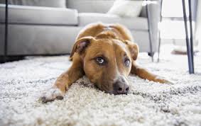 dog smell in carpet