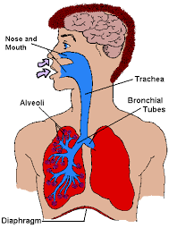 Image result for respiratory system parts kids