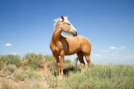 mustang horse breed guide