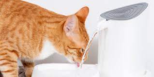 cat go without drinking water