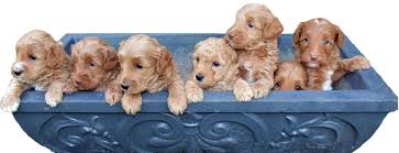 Did you scroll all this way to get facts about mini labradoodle? Blue Ridge Labradoodles