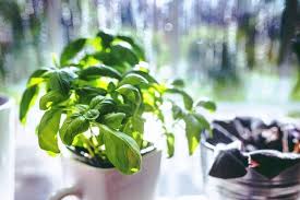 5 best led grow lights for indoor herbs