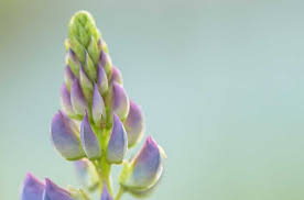 Wallpaper Download Lupine Flower Nature Blossom Free Hd Download