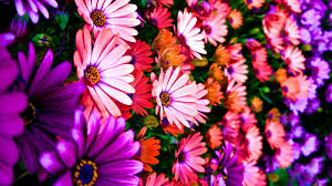 flowers ultra hd wallpapers wallpaper