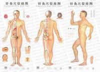 Acupuncture Point Wall Chart Male