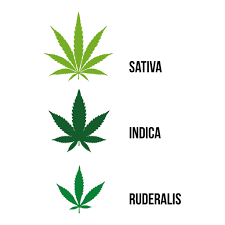 Everything You Need To Know About Cannabis Leaves Sensi
