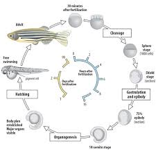 The Why And How Of Breeding Zebrafish For Research