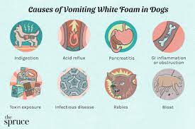 why your dog is vomiting white foam