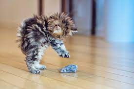 14 cute kitten pictures to brighten