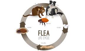how to get rid of fleas the