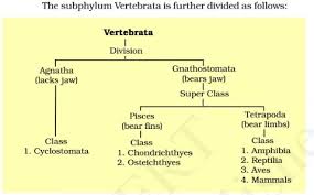 Classification Of Vertebrata Phylum Chordata