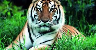 respect for the king south china tiger tiger pictures tiger facts