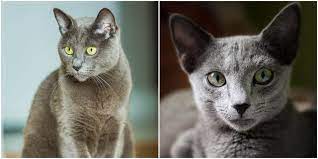 Check spelling or type a new query. A Fun Collection Of Facts About The Russian Blue Cat Breed Cole Marmalade