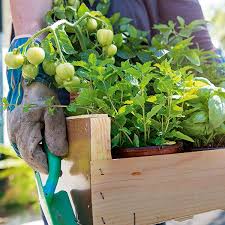 Plant Your Herbs Fruit And Veg