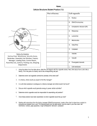 Beautiful Cell Structure And Organelles Worksheet