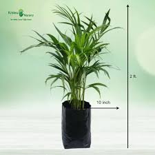 Fast Growth Green Dwarf Areca Palm