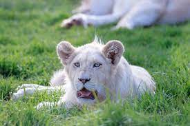 white lion facts