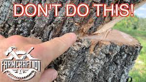 Drive the wedge in and finish the cut, being sure not to touch the felling wedge with the blade. No Nonsense Guide To Tree Felling How To Cut Down A Tree Safely Farmcraft101 Youtube