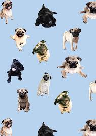 funny pug cute pug iphone hd phone