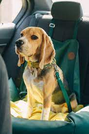 Travel With Pets Car Hire With A Dog