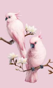pink love birds wallpapers top free