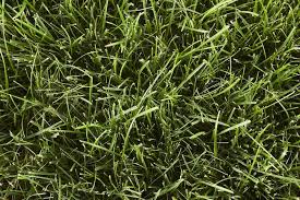 Identify Your Grass Type