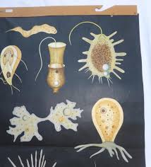 Details About Vintage Anatomical Wall Chart Poster Protozoa By Hagemann