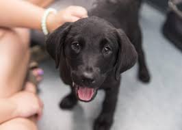 The pictures on this page are of puppies we have raised over the years. People Were Here At 7 This Morning Waiting In Line 5 Black Lab Puppies Quickly Adopted From Richmond Animal Care Control Richmond Local News Richmond Com