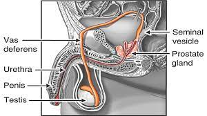 How Sperm Travels through Male Reproductive System Animation - Sperm  Release Pathway -Function Video - YouTube