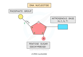 1 5 nucleic acids flashcards quizlet