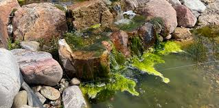 let s talk about pond algae sunshine