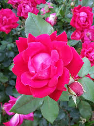 free photo roses single rose blossom