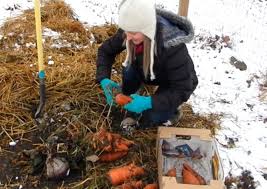 how to overwinter garden carrots in the